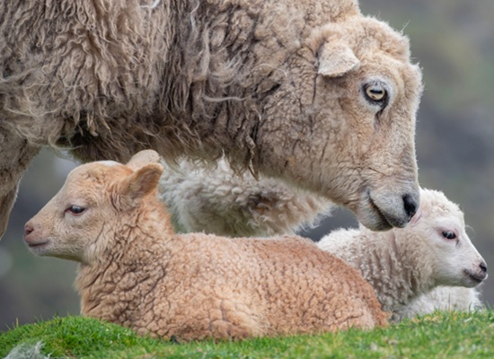 Great Britain, Shetland, Fair Isle. Shetland sheep, ewe with lamb.